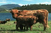 Highland Rinder